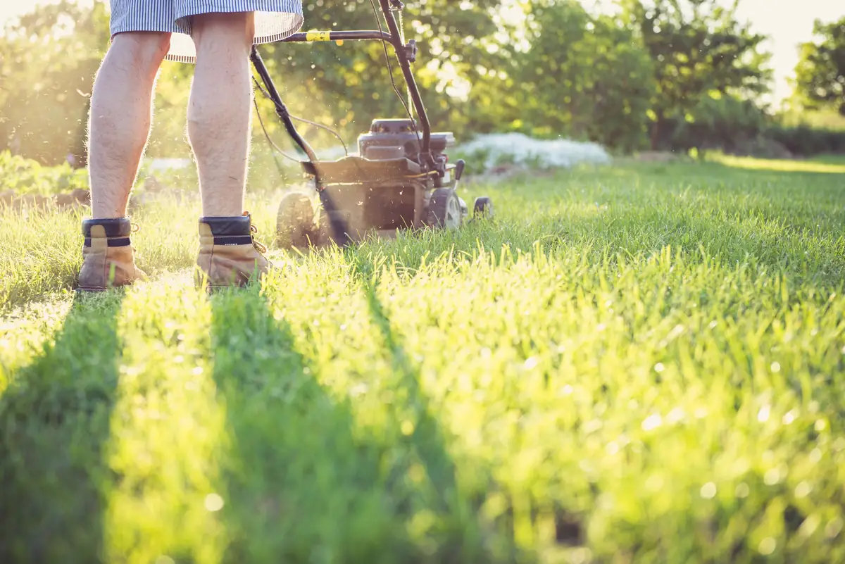 A gardener mowing a lawn with a push mower on a sunny afternoon