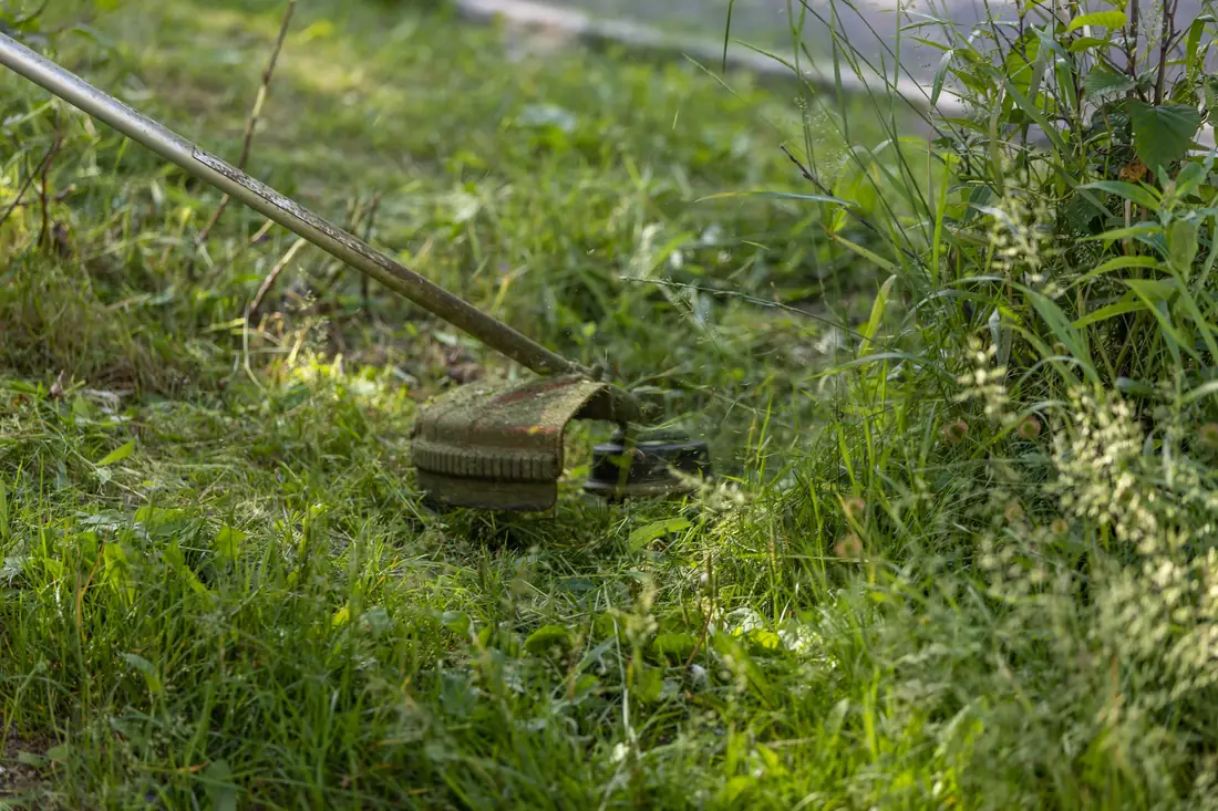 The same strip trimmed back to a clean green lawn