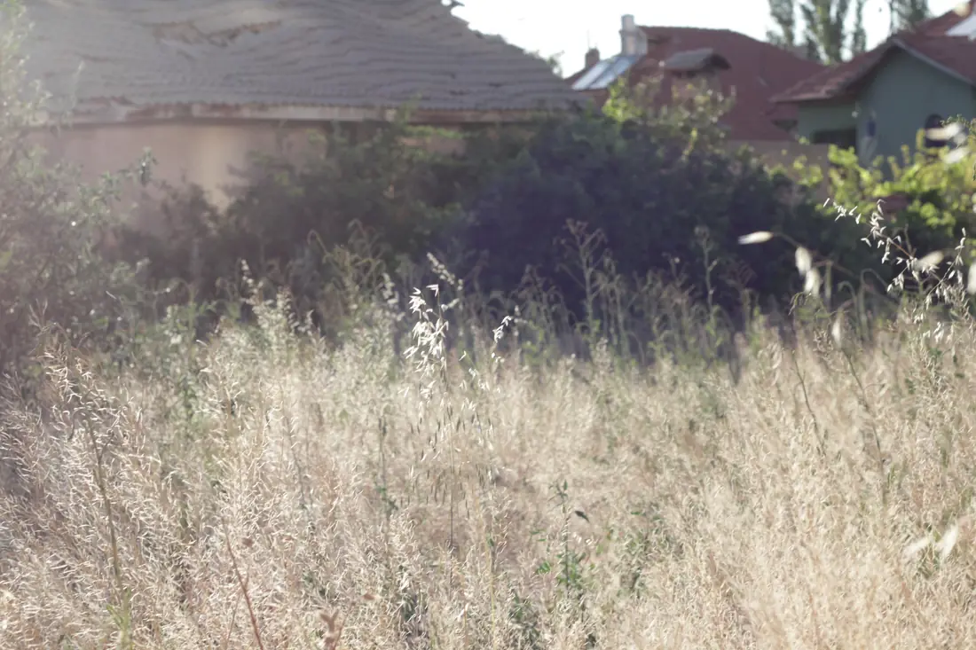 A front lawn left to grow long and wild