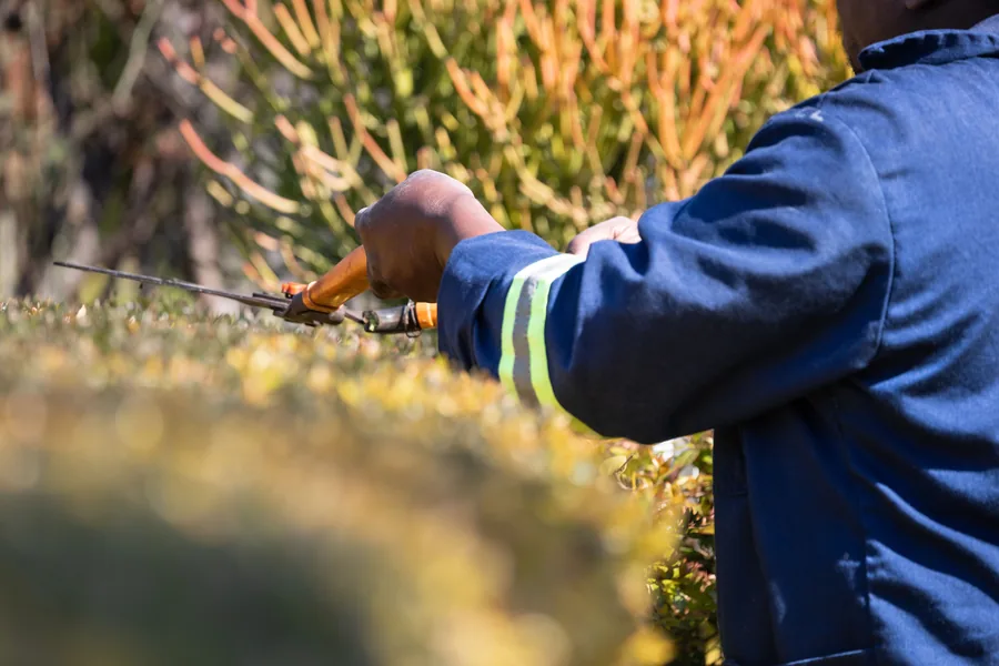 A gardener trimming a hedge into a clean straight line